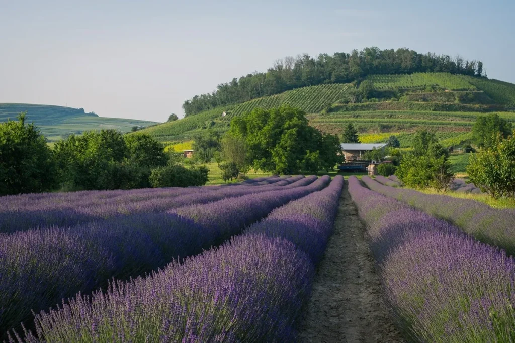 Molapra lavande, la lavande forte et résistante au séchage